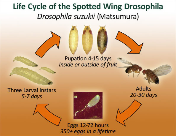 Life cycle of the spotted wing drosophila.