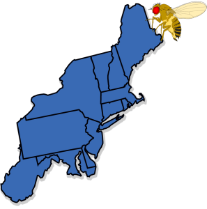Map of the Northeast with spotted-wing drosophila illustration